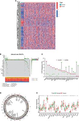 Autophagy-related prognostic signature characterizes tumor microenvironment and predicts response to ferroptosis in gastric cancer